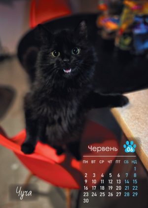 благодійний_календар_2025_допомога_зсу_Петров_котики